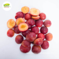 Wholesale distribute supplier IQF Frozen plum